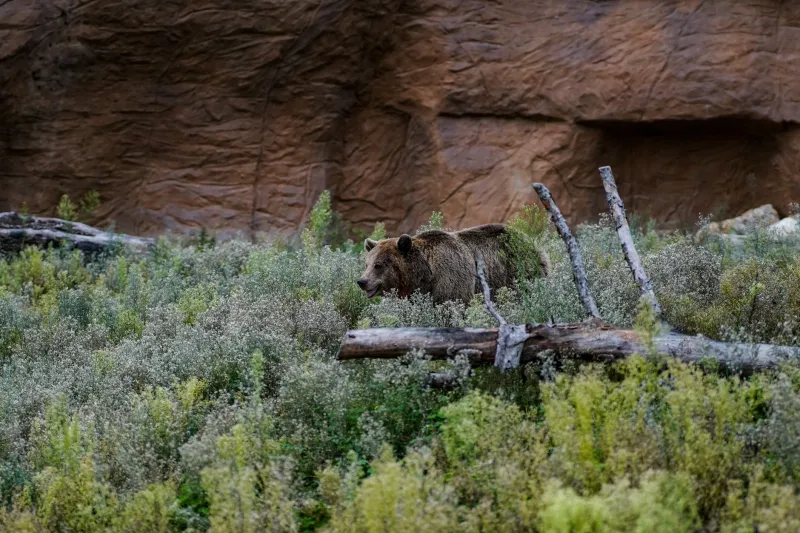 Read the Ridge: What Rangers Actually Know About Sharing Bear Country