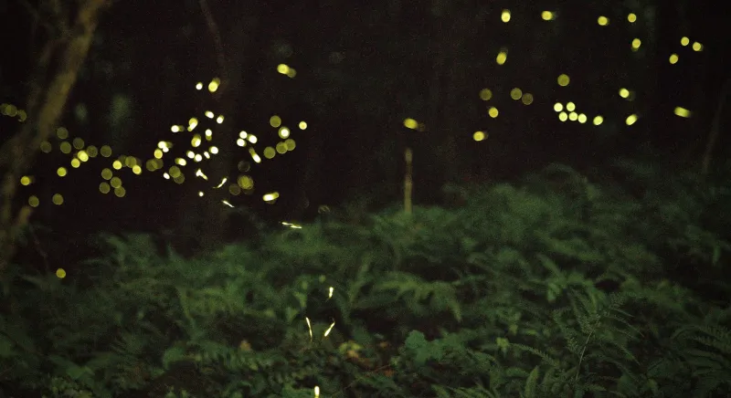 Fireflies, Empty Campsites, and Perfect Weather: America's Most Overlooked National Forests